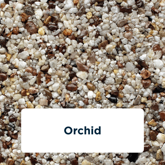 orchid