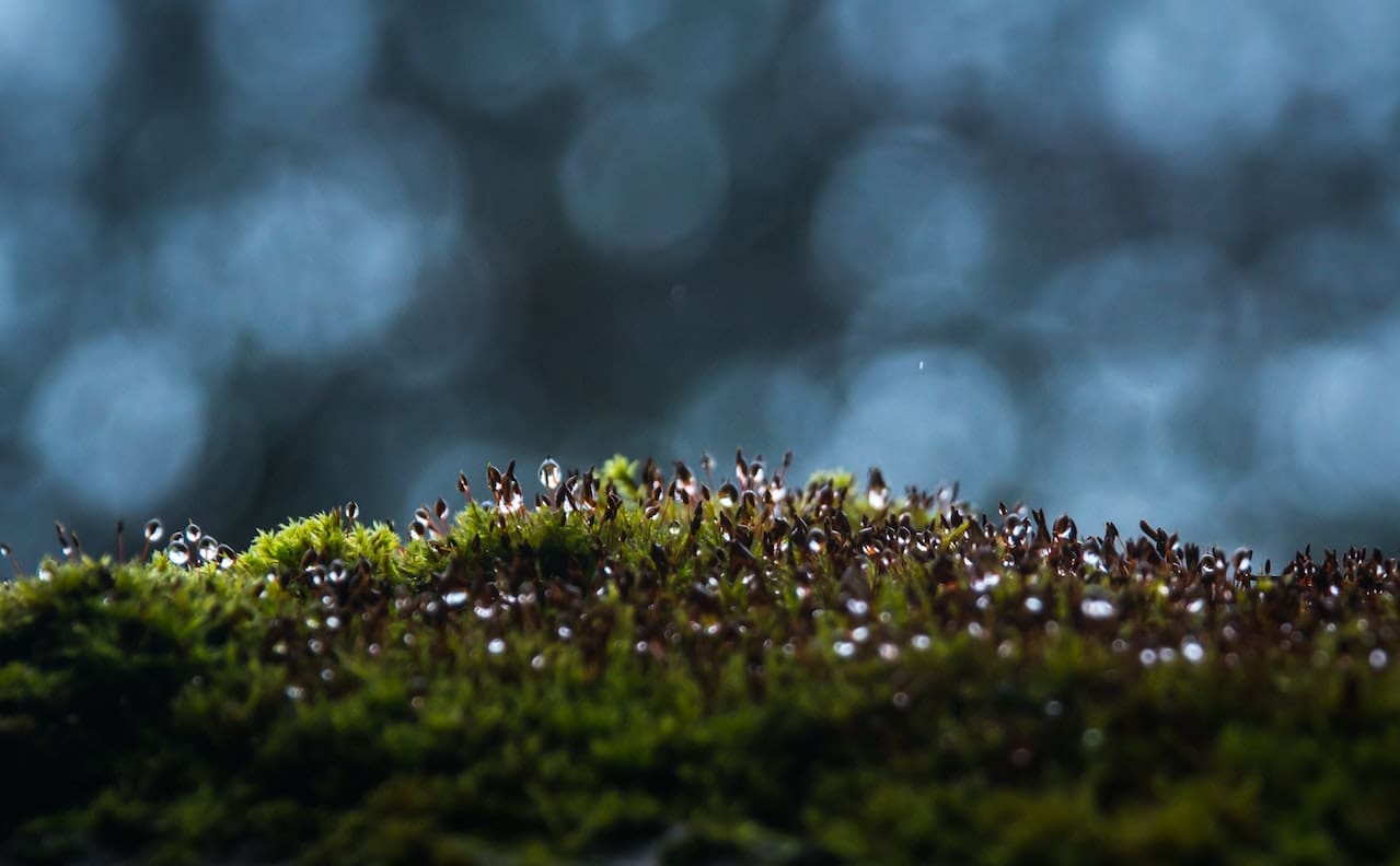 how-to-remove-moss-from-driveway